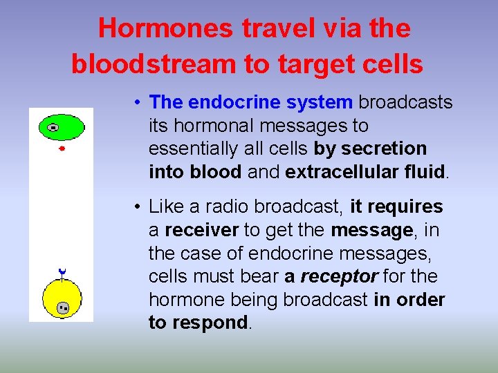 Hormones travel via the bloodstream to target cells • The endocrine system broadcasts its