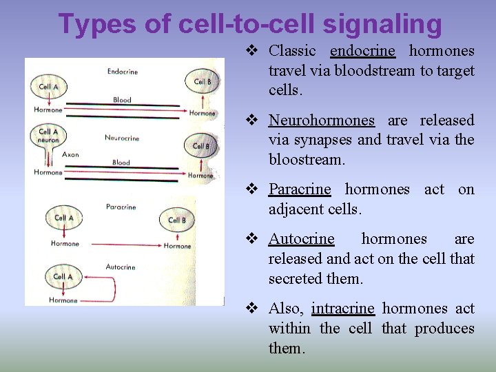 Types of cell-to-cell signaling v Classic endocrine hormones travel via bloodstream to target cells.