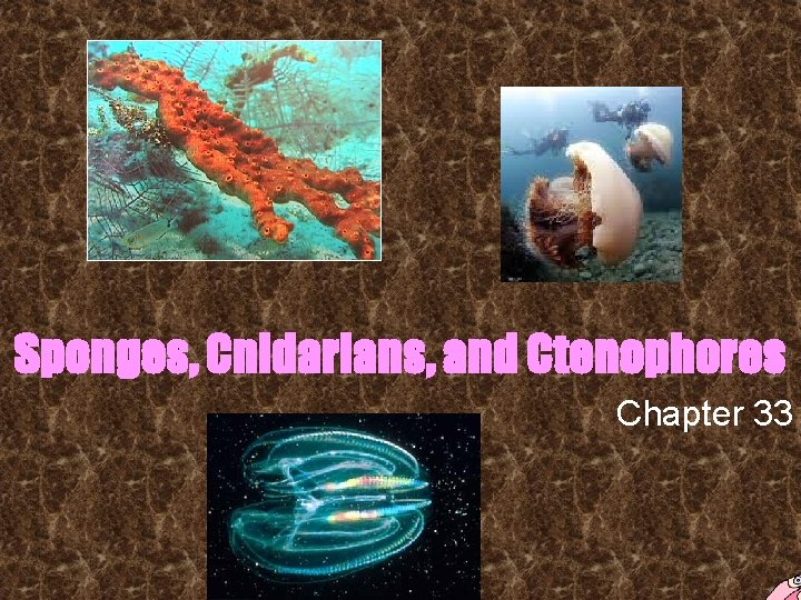 Sponges, Cnidarians, and Ctenophores Chapter 33 