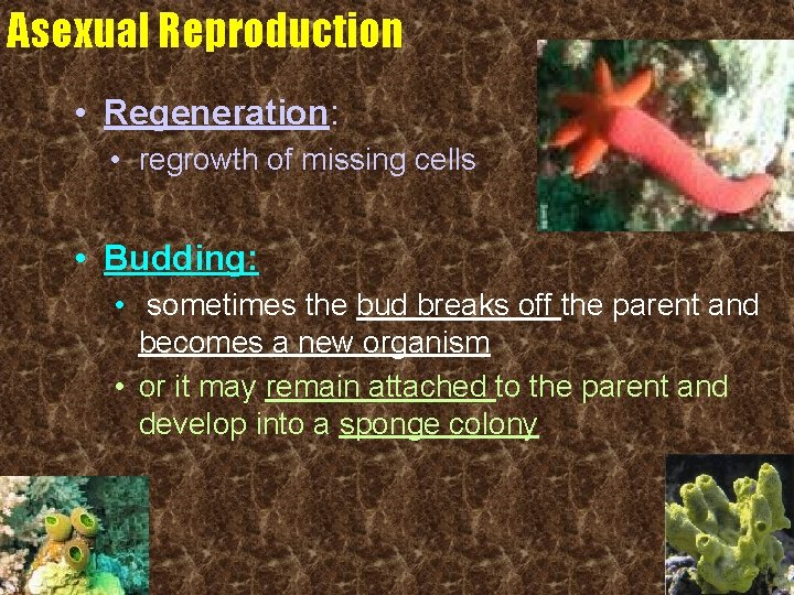 Asexual Reproduction • Regeneration: • regrowth of missing cells • Budding: • sometimes the