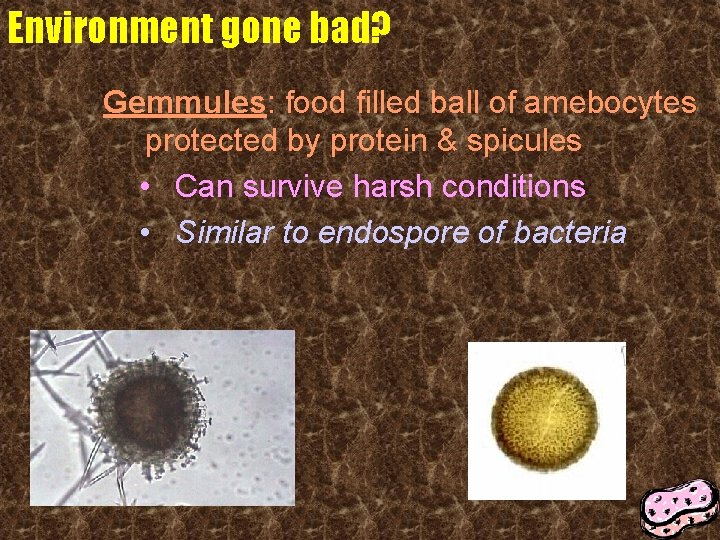 Environment gone bad? Gemmules: food filled ball of amebocytes protected by protein & spicules