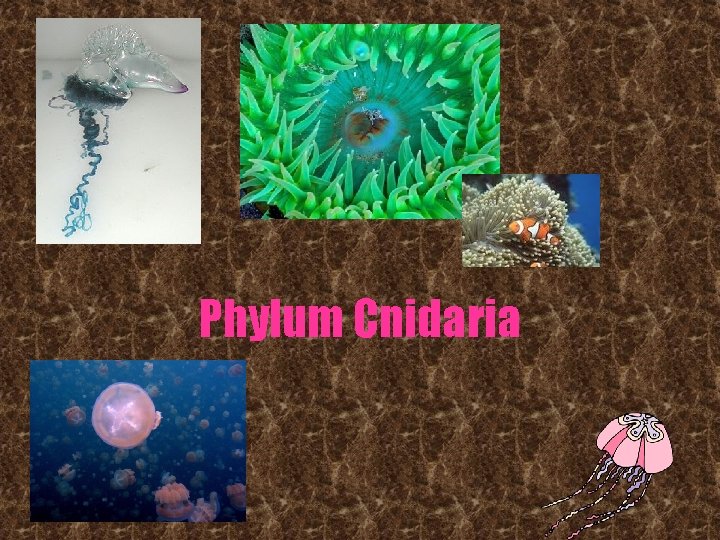 Phylum Cnidaria 