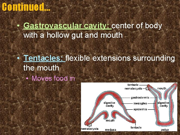 Continued… • Gastrovascular cavity: center of body with a hollow gut and mouth •