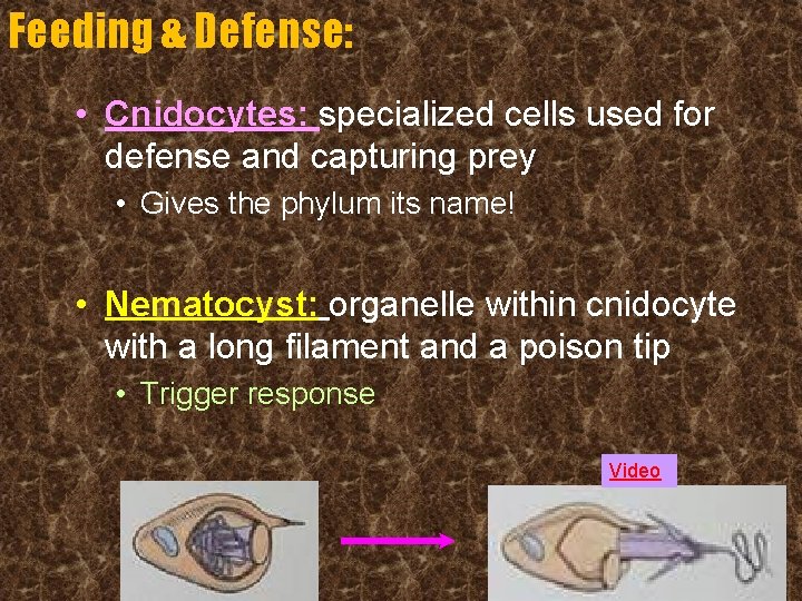 Feeding & Defense: • Cnidocytes: specialized cells used for defense and capturing prey •