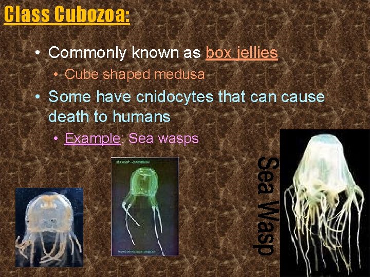 Class Cubozoa: • Commonly known as box jellies • Cube shaped medusa • Some