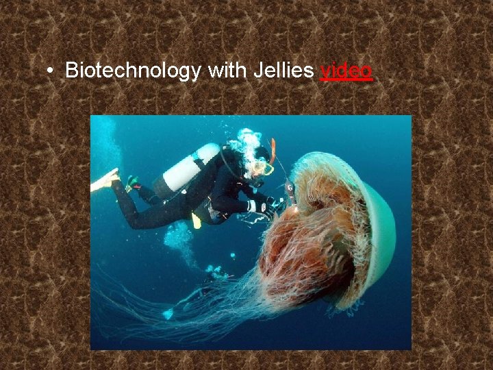  • Biotechnology with Jellies video 