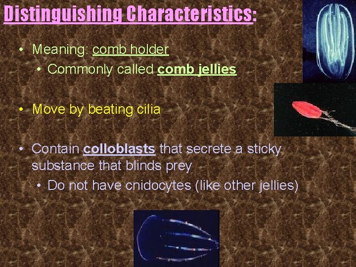 Distinguishing Characteristics: • Meaning: comb holder • Commonly called comb jellies • Move by