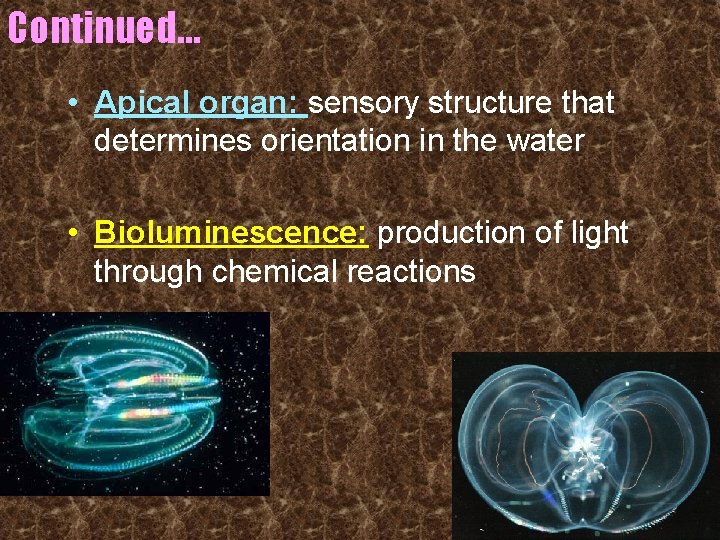 Continued… • Apical organ: sensory structure that determines orientation in the water • Bioluminescence: