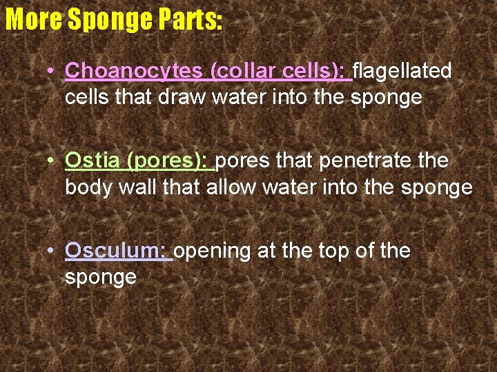 More Sponge Parts: • Choanocytes (collar cells): flagellated cells that draw water into the