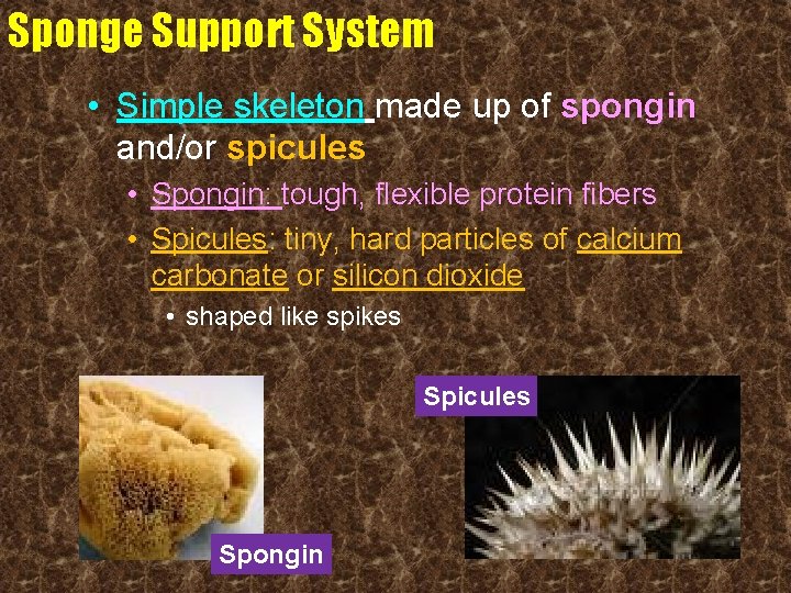 Sponge Support System • Simple skeleton made up of spongin and/or spicules • Spongin: