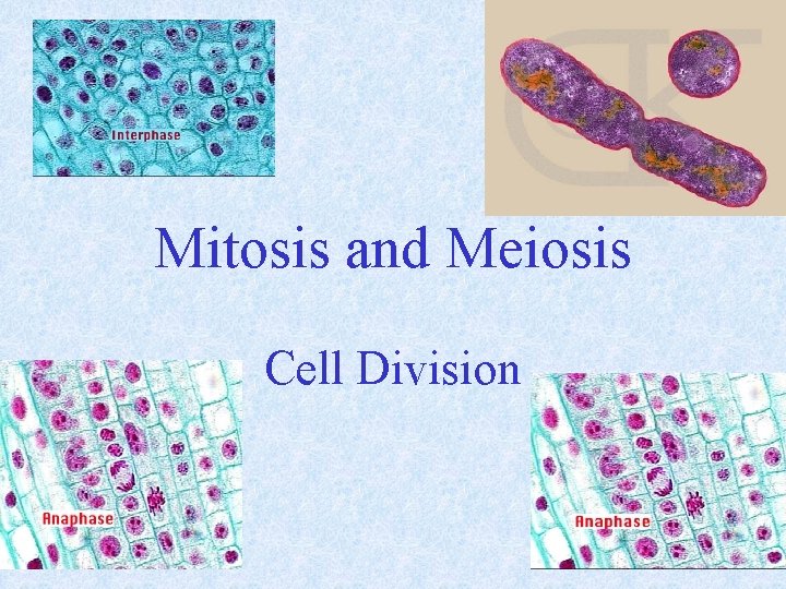 Mitosis and Meiosis Cell Division 