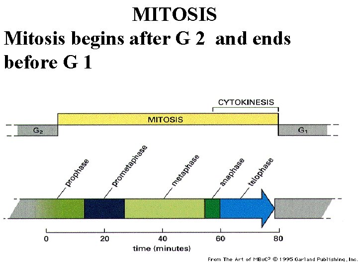 MITOSIS Mitosis begins after G 2 and ends before G 1 