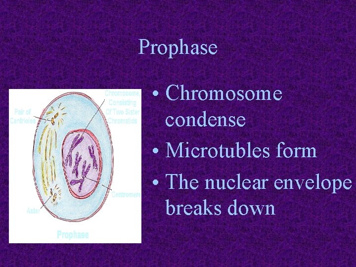 Prophase • Chromosome condense • Microtubles form • The nuclear envelope breaks down 