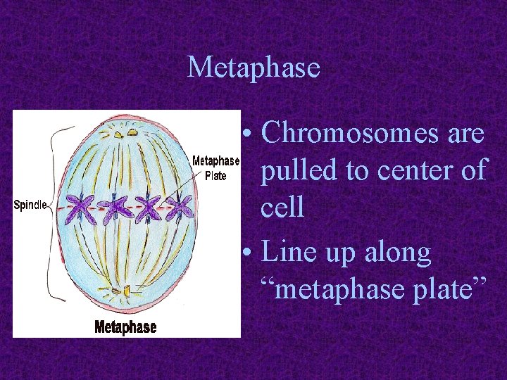 Metaphase • Chromosomes are pulled to center of cell • Line up along “metaphase