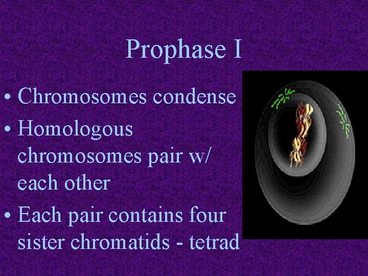 Prophase I • Chromosomes condense • Homologous chromosomes pair w/ each other • Each