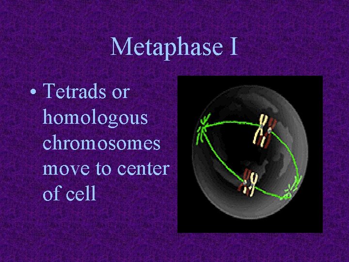 Metaphase I • Tetrads or homologous chromosomes move to center of cell 