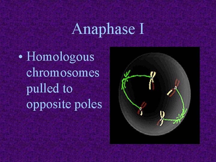 Anaphase I • Homologous chromosomes pulled to opposite poles 