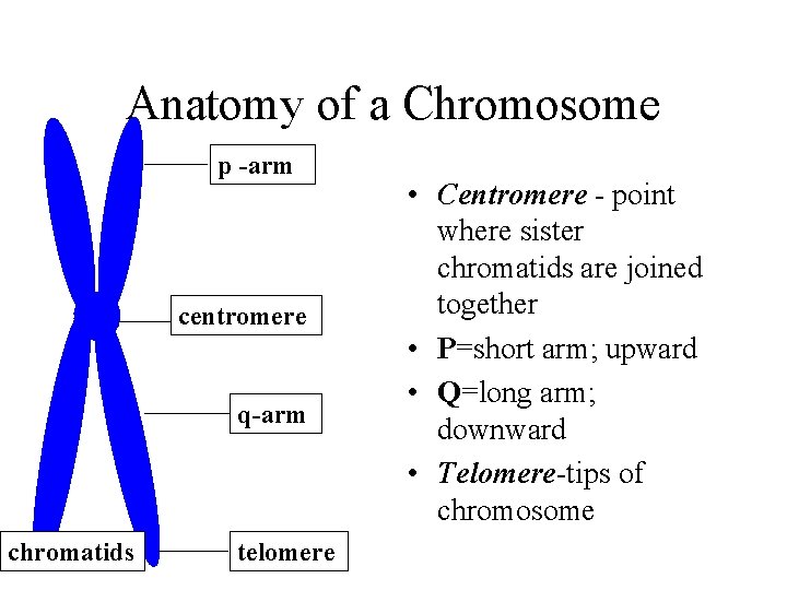 Anatomy of a Chromosome p -arm centromere q-arm chromatids telomere • Centromere - point