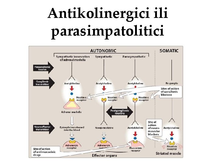 Antikolinergici ili parasimpatolitici 