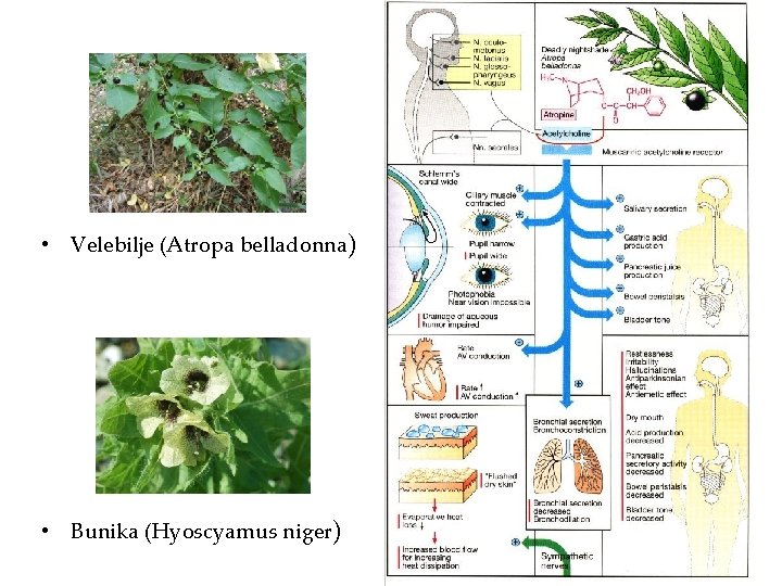  • Velebilje (Atropa belladonna) • Bunika (Hyoscyamus niger) 