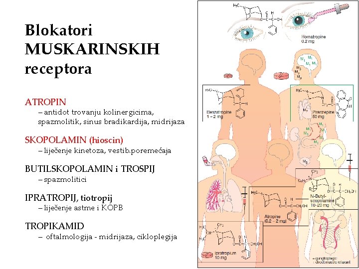 Blokatori MUSKARINSKIH receptora ATROPIN – antidot trovanju kolinergicima, spazmolitik, sinus bradikardija, midrijaza SKOPOLAMIN (hioscin)