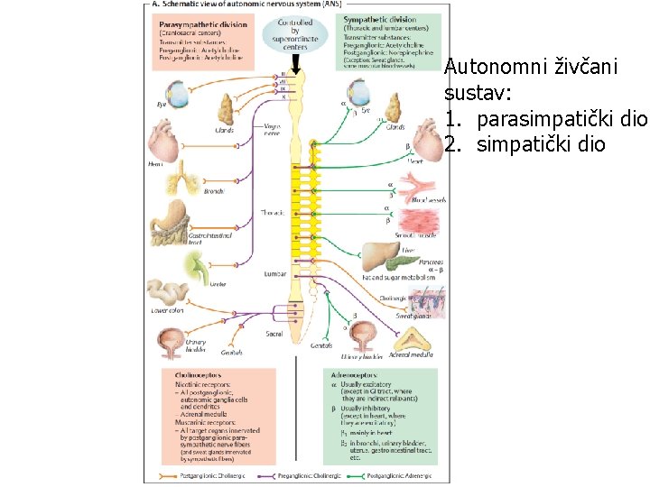 Autonomni živčani sustav: 1. parasimpatički dio 2. simpatički dio 