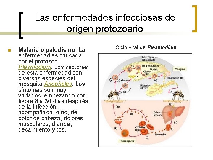 Las enfermedades infecciosas de origen protozoario n Malaria o paludismo: La enfermedad es causada