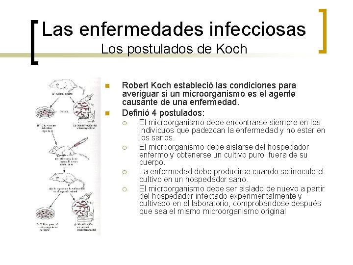 Las enfermedades infecciosas Los postulados de Koch n n Robert Koch estableció las condiciones