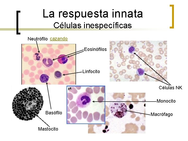 La respuesta innata Células inespecíficas Neutrófilo cazando Eosinófilos Linfocito Células NK Monocito Basófilo Mastocito