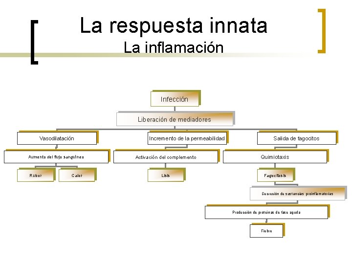 La respuesta innata La inflamación Infección Liberación de mediadores Vasodilatación Aumento del flujo sanguíneo