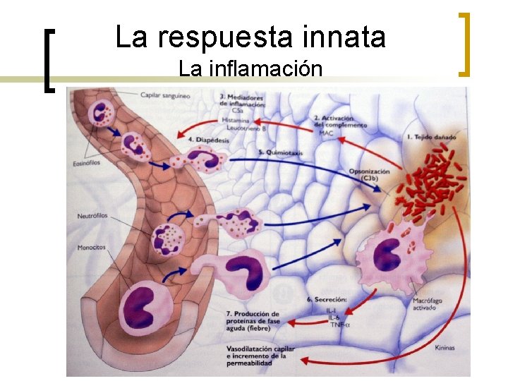 La respuesta innata La inflamación 