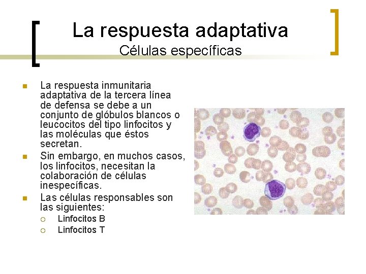 La respuesta adaptativa Células específicas n n n La respuesta inmunitaria adaptativa de la