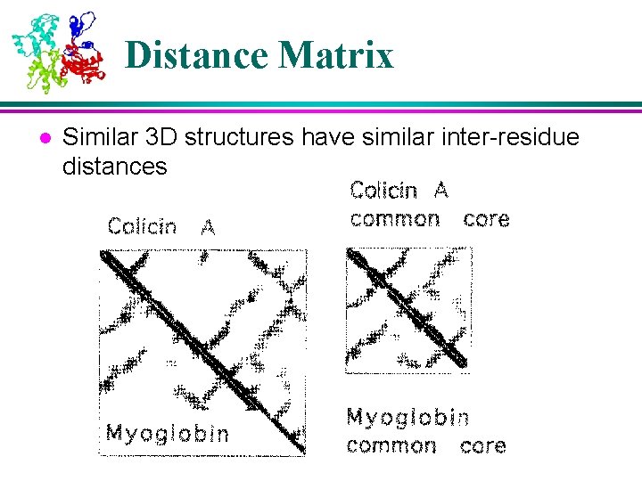 Distance Matrix l Similar 3 D structures have similar inter-residue distances 