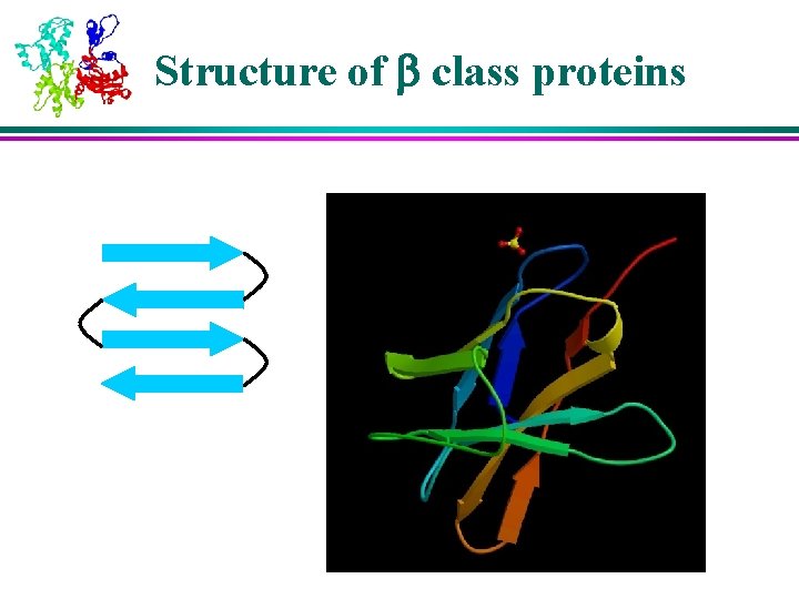 Structure of b class proteins 