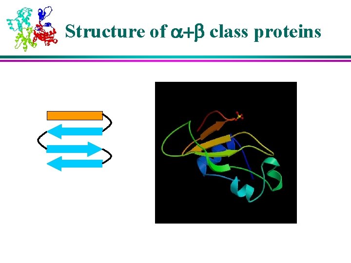 Structure of a+b class proteins 