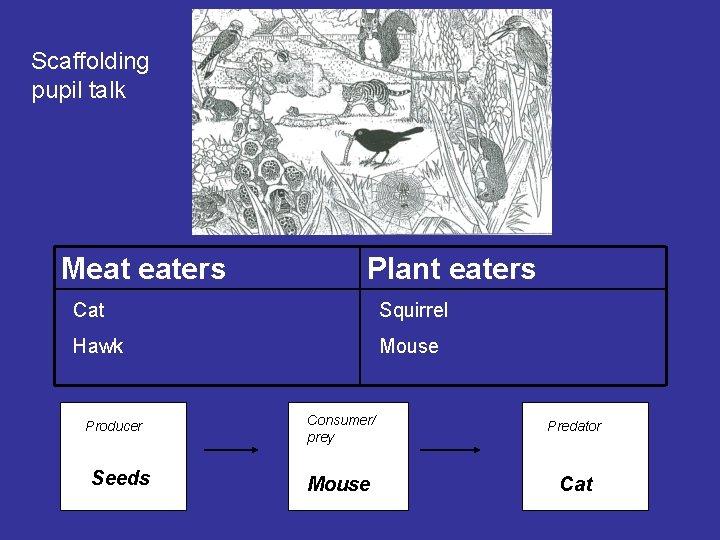 Scaffolding pupil talk Meat eaters Plant eaters Cat Squirrel Hawk Mouse Producer Seeds Consumer/