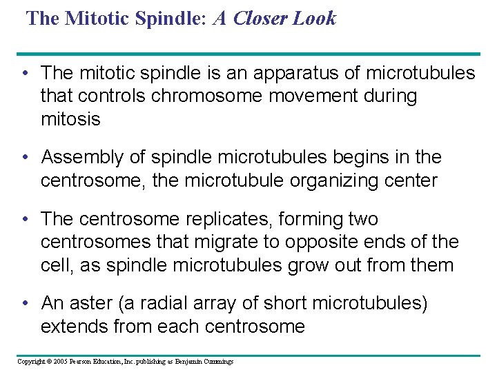 The Mitotic Spindle: A Closer Look • The mitotic spindle is an apparatus of