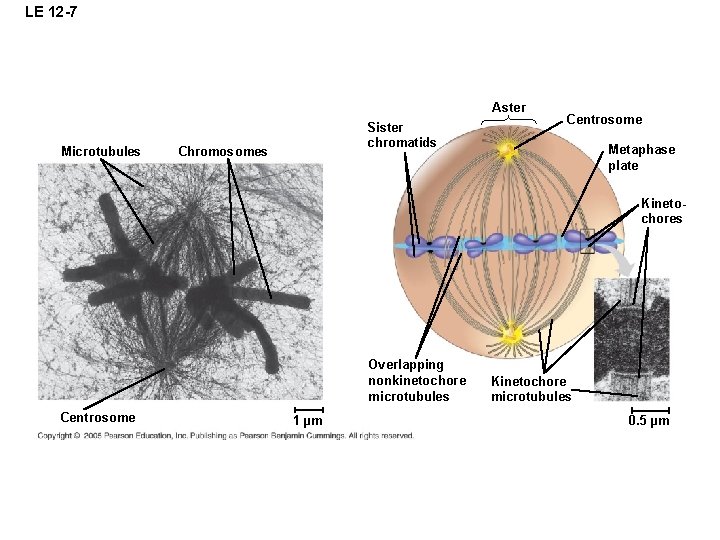 LE 12 -7 Aster Microtubules Sister chromatids Chromosomes Centrosome Metaphase plate Kinetochores Overlapping nonkinetochore