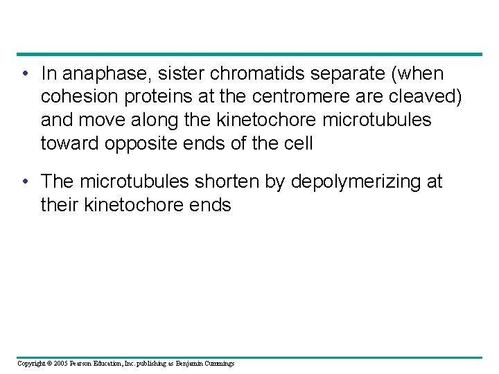  • In anaphase, sister chromatids separate (when cohesion proteins at the centromere are
