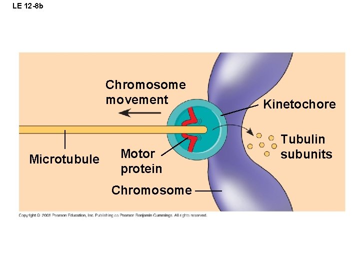 LE 12 -8 b Chromosome movement Microtubule Motor protein Chromosome Kinetochore Tubulin subunits 