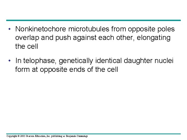  • Nonkinetochore microtubules from opposite poles overlap and push against each other, elongating