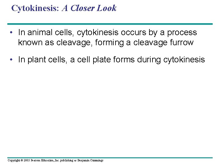 Cytokinesis: A Closer Look • In animal cells, cytokinesis occurs by a process known