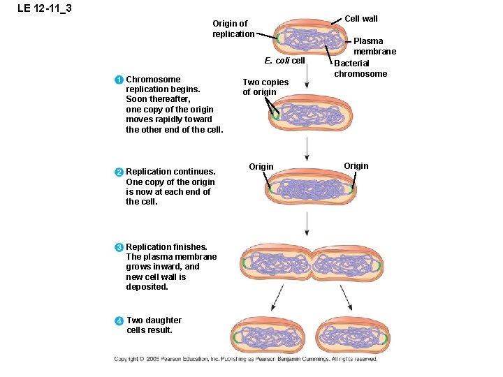 LE 12 -11_3 Cell wall Origin of replication E. coli cell Chromosome replication begins.