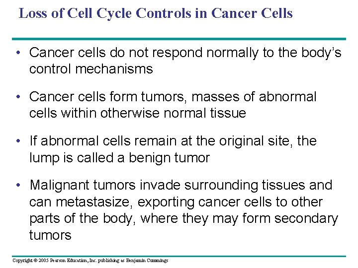 Loss of Cell Cycle Controls in Cancer Cells • Cancer cells do not respond