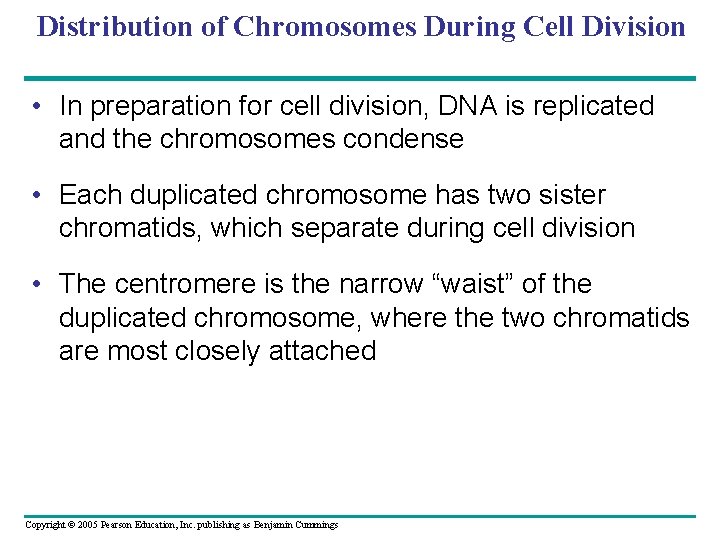 Distribution of Chromosomes During Cell Division • In preparation for cell division, DNA is