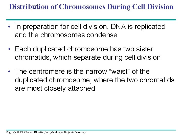 Distribution of Chromosomes During Cell Division • In preparation for cell division, DNA is