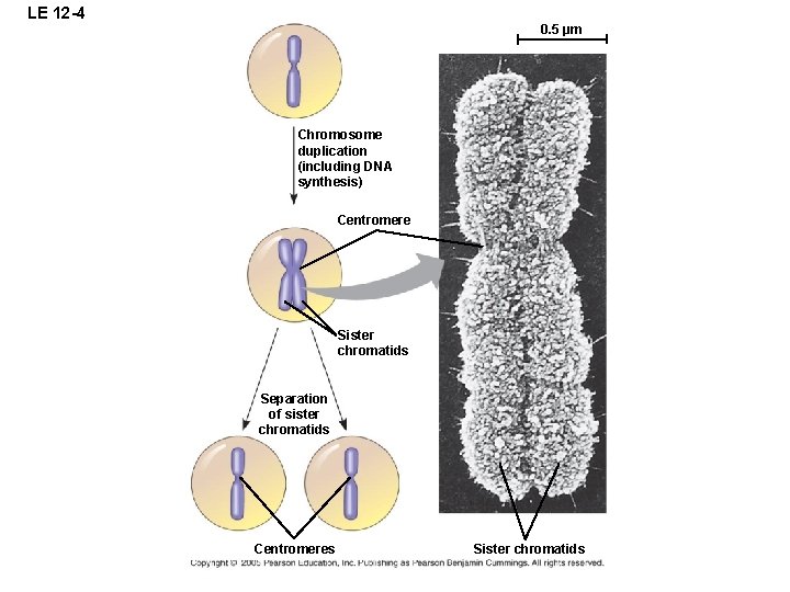 LE 12 -4 0. 5 µm Chromosome duplication (including DNA synthesis) Centromere Sister chromatids