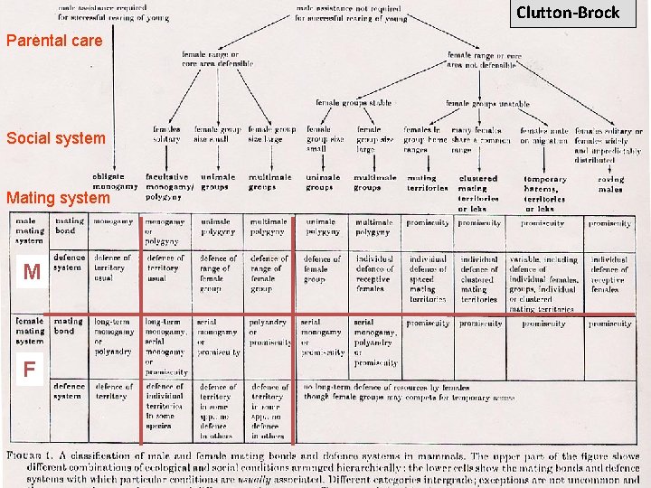 Clutton-Brock Parental care Clutton- Brock’s categories Social system Mating system M F 