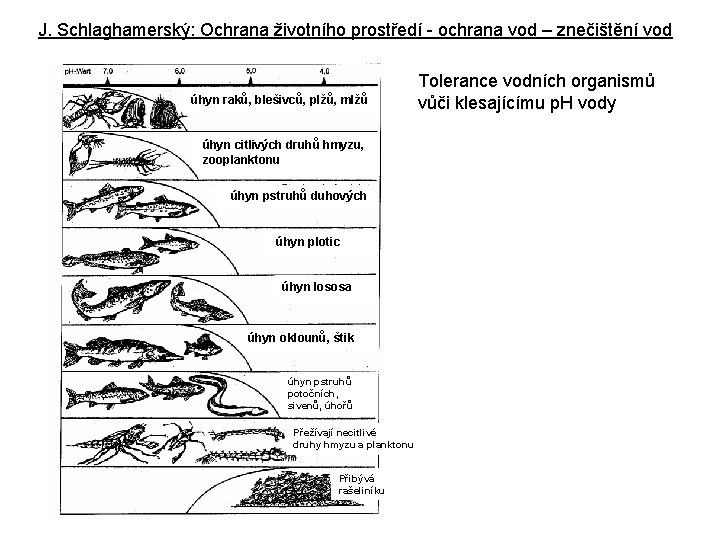 J. Schlaghamerský: Ochrana životního prostředí - ochrana vod – znečištění vod úhyn raků, blešivců,