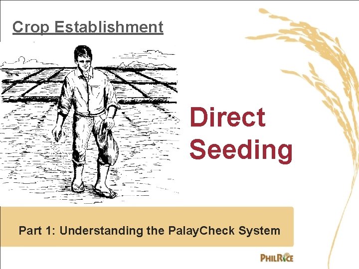 Crop Establishment Direct Seeding Part 1: Understanding the Palay. Check System 